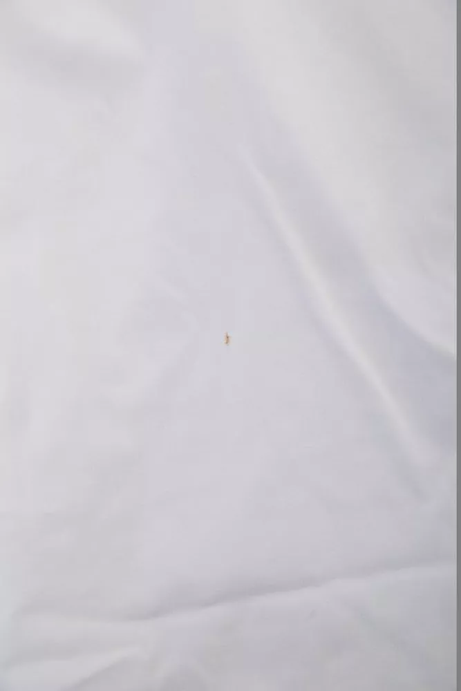 Купити Блуза однотонна  -уцінка, колір білий, 230R232-1-U оптом - Фото №6